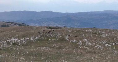 Kırsal kesimde bulutlu bir günde yumuşak sisle kaplı çayırların hava görüntüleri. Hava manzaralı samimi kırsal görüş HI kalitesinde sinematik hava çekimi.