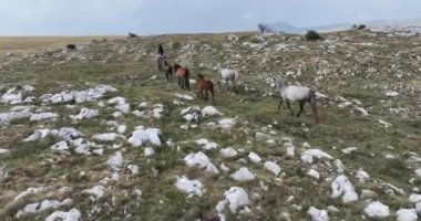 Vahşi Doğa 'da Dörtnala Koşan Büyük Atlar Sürüsünün Üzerindeki Destansı Hava Altın Saat At Yetiştirme Ekolojik Keşif Gücü 4K. yüksek kaliteli stok fotajı