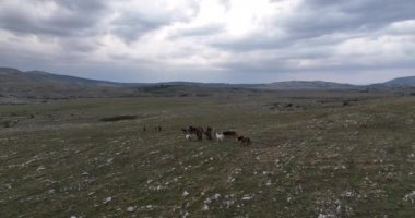 Vahşi Doğa 'da Dörtnala Koşan Büyük Atlar Sürüsünün Üzerindeki Destansı Hava Altın Saat At Yetiştirme Ekolojik Keşif Gücü 4K. yüksek kaliteli stok fotajı.