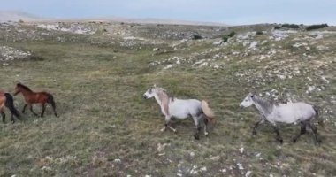 Vahşi Doğa 'da Dörtnala Koşan Büyük Atlar Sürüsünün Üzerindeki Destansı Hava Altın Saat At Yetiştirme Ekolojik Keşif Gücü 4K. yüksek kaliteli stok fotajı
