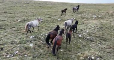 Vahşi Doğa 'da Dörtnala Koşan Büyük Atlar Sürüsünün Üzerindeki Destansı Hava Altın Saat At Yetiştirme Ekolojik Keşif Gücü 4K. yüksek kaliteli stok fotajı