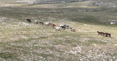 Vahşi Doğa 'da Dörtnala Koşan Büyük Atlar Sürüsünün Üzerindeki Destansı Hava Altın Saat At Yetiştirme Ekolojik Keşif Gücü 4K. yüksek kaliteli stok fotajı