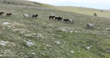 Vahşi Doğa 'da Dörtnala Koşan Büyük Atlar Sürüsünün Üzerindeki Destansı Hava Altın Saat At Yetiştirme Ekolojik Keşif Gücü 4K. yüksek kaliteli stok fotajı