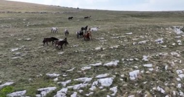 Vahşi Doğa 'da Dörtnala Koşan Büyük Atlar Sürüsünün Üzerindeki Destansı Hava Altın Saat At Yetiştirme Ekolojik Keşif Gücü 4K. yüksek kaliteli stok fotajı