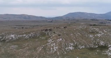 Kırsal kesimde bulutlu bir günde yumuşak sisle kaplı çayırların hava görüntüleri. Hava manzaralı samimi kırsal görüş HI kalitesinde sinematik hava çekimi.