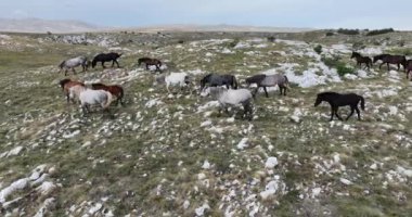 Vahşi Doğa 'da Dörtnala Koşan Büyük Atlar Sürüsünün Üzerindeki Destansı Hava Altın Saat At Yetiştirme Ekolojik Keşif Gücü 4K. yüksek kaliteli stok fotajı