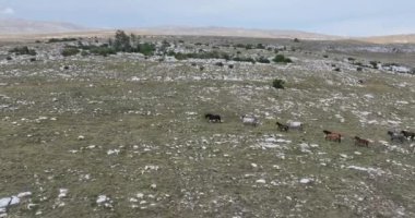 Vahşi Doğa 'da Dörtnala Koşan Büyük Atlar Sürüsünün Üzerindeki Destansı Hava Altın Saat At Yetiştirme Ekolojik Keşif Gücü 4K. yüksek kaliteli stok fotajı