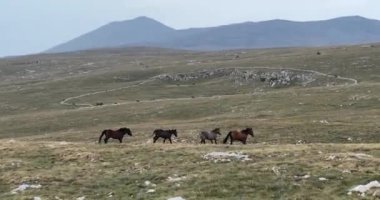 Vahşi Doğa 'da Dörtnala Koşan Büyük Atlar Sürüsünün Üzerindeki Destansı Hava Altın Saat At Yetiştirme Ekolojik Keşif Gücü 4K. yüksek kaliteli stok fotajı