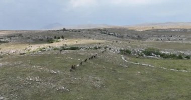Vahşi Doğa 'da Dörtnala Koşan Büyük Atlar Sürüsünün Üzerindeki Destansı Hava Altın Saat At Yetiştirme Ekolojik Keşif Gücü 4K. yüksek kaliteli stok fotajı