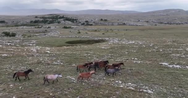 Episk Antenn Över Stora Flock Vilda Hästar Kör Galopperande Vild — Stockvideo