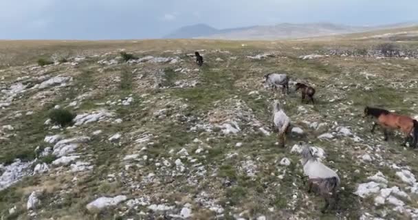 Epic Aerial Large Herd Wild Horses Running Galloping Wild Nature — Video