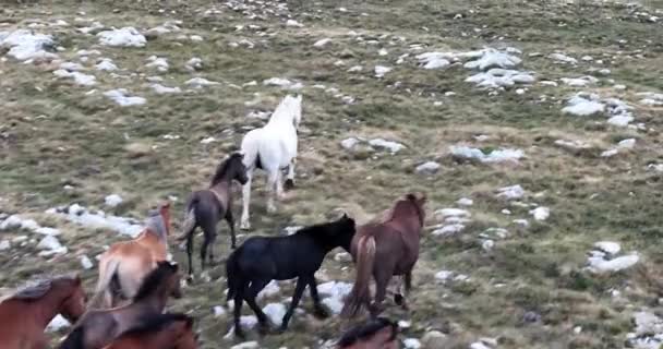 Vahşi Doğa Dörtnala Koşan Büyük Atlar Sürüsünün Üzerindeki Destansı Hava — Stok video