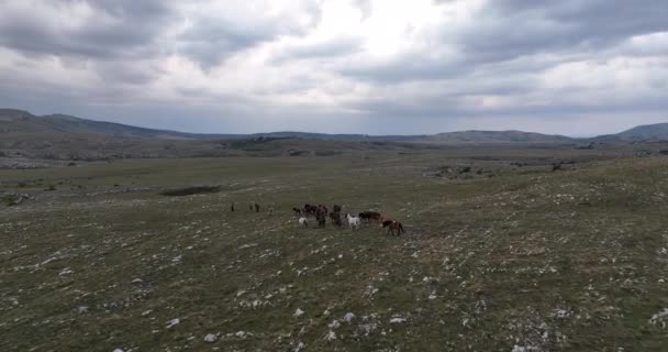 Epic Aerial Large Herd Wild Horses Running Galloping Wild Nature — Stok Video