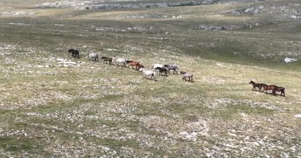 Epische Antenne Über Einer Großen Herde Von Wildpferden Die Galoppierend — Stockvideo