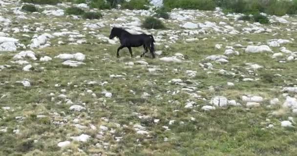 Epic Aerial Large Herd Wild Horses Running Galloping Wild Nature — Stock Video