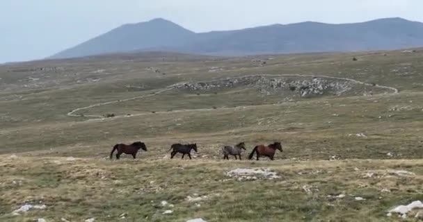 草原を駆け抜ける野生の自然のスローモーションで疾走する野生の馬の群れの上に壮大な空中繁殖生態探査パワーコンセプト4K 高品質のストックフォト — ストック動画