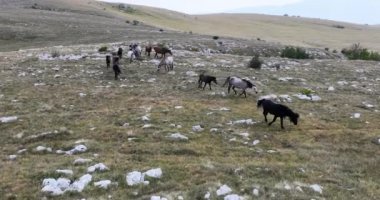 Vahşi Doğa 'da Dörtnala Koşan Büyük Atlar Sürüsünün Üzerindeki Destansı Hava Altın Saat At Yetiştirme Ekolojik Keşif Gücü 4K. yüksek kaliteli stok fotajı