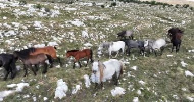 Vahşi Doğa 'da Dörtnala Koşan Büyük Atlar Sürüsünün Üzerindeki Destansı Hava Altın Saat At Yetiştirme Ekolojik Keşif Gücü 4K. yüksek kaliteli stok fotajı