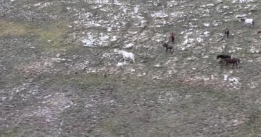 Vahşi Doğa 'da Dörtnala Koşan Büyük Atlar Sürüsünün Üzerindeki Destansı Hava Altın Saat At Yetiştirme Ekolojik Keşif Gücü 4K. yüksek kaliteli stok fotajı.