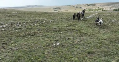 Vahşi Doğa 'da Dörtnala Koşan Büyük Atlar Sürüsünün Üzerindeki Destansı Hava Altın Saat At Yetiştirme Ekolojik Keşif Gücü 4K. yüksek kaliteli stok fotajı