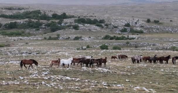 Epic Aerial Large Herd Wild Horses Running Galloping Wild Nature — Vídeos de Stock