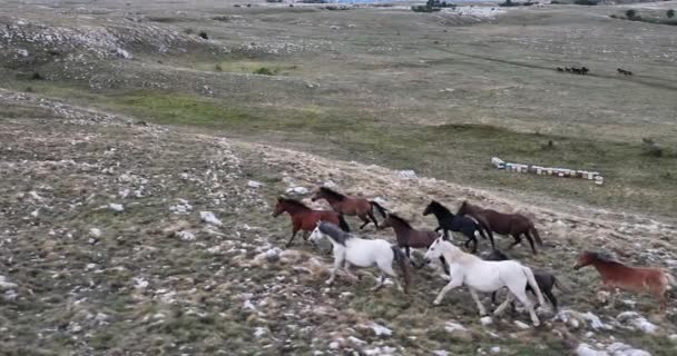 Vahşi Doğa Dörtnala Koşan Büyük Atlar Sürüsünün Üzerindeki Destansı Hava — Stok video