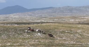 Vahşi Doğa 'da Dörtnala Koşan Büyük Atlar Sürüsünün Üzerindeki Destansı Hava Altın Saat At Yetiştirme Ekolojik Keşif Gücü 4K. yüksek kaliteli stok fotajı