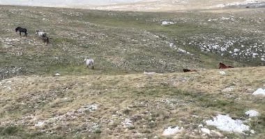 Vahşi Doğa 'da Dörtnala Koşan Büyük Atlar Sürüsünün Üzerindeki Destansı Hava Altın Saat At Yetiştirme Ekolojik Keşif Gücü 4K. yüksek kaliteli stok fotajı