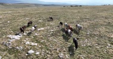 Vahşi Doğa 'da Dörtnala Koşan Büyük Atlar Sürüsünün Üzerindeki Destansı Hava Altın Saat At Yetiştirme Ekolojik Keşif Gücü 4K. yüksek kaliteli stok fotajı