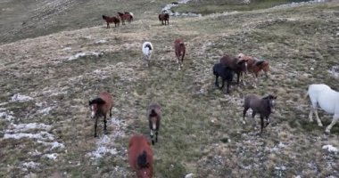 Vahşi Doğa 'da Dörtnala Koşan Büyük Atlar Sürüsünün Üzerindeki Destansı Hava Altın Saat At Yetiştirme Ekolojik Keşif Gücü 4K. yüksek kaliteli stok fotajı.