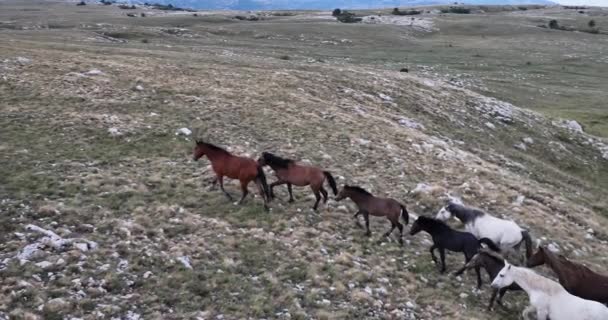 Epische Antenne Über Einer Großen Herde Von Wildpferden Die Galoppierend — Stockvideo