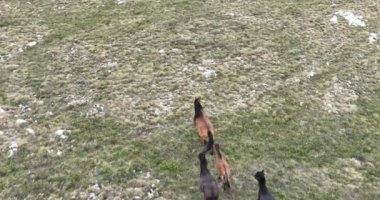 Vahşi Doğa 'da Dörtnala Koşan Büyük Atlar Sürüsünün Üzerindeki Destansı Hava Altın Saat At Yetiştirme Ekolojik Keşif Gücü 4K. yüksek kaliteli stok fotajı