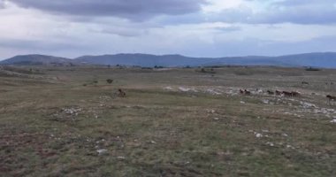 Vahşi Doğa 'da Dörtnala Koşan Büyük Atlar Sürüsünün Üzerindeki Destansı Hava Altın Saat At Yetiştirme Ekolojik Keşif Gücü 4K. yüksek kaliteli stok fotajı.