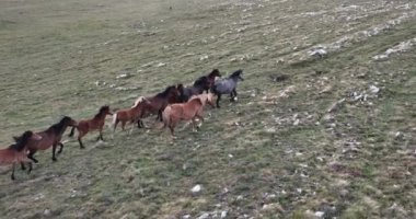 Vahşi Doğa 'da Dörtnala Koşan Büyük Atlar Sürüsünün Üzerindeki Destansı Hava Altın Saat At Yetiştirme Ekolojik Keşif Gücü 4K. yüksek kaliteli stok fotajı.