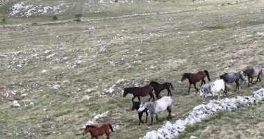 Vahşi Doğa 'da Dörtnala Koşan Büyük Atlar Sürüsünün Üzerindeki Destansı Hava Altın Saat At Yetiştirme Ekolojik Keşif Gücü 4K. yüksek kaliteli stok fotajı