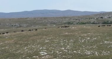 Vahşi Doğa 'da Dörtnala Koşan Büyük Atlar Sürüsünün Üzerindeki Destansı Hava Altın Saat At Yetiştirme Ekolojik Keşif Gücü 4K. yüksek kaliteli stok fotajı