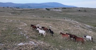 Vahşi Doğa 'da Dörtnala Koşan Büyük Atlar Sürüsünün Üzerindeki Destansı Hava Altın Saat At Yetiştirme Ekolojik Keşif Gücü 4K. yüksek kaliteli stok fotajı.