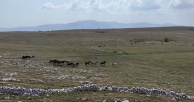 Vahşi Doğa 'da Dörtnala Koşan Büyük Atlar Sürüsünün Üzerindeki Destansı Hava Altın Saat At Yetiştirme Ekolojik Keşif Gücü 4K. yüksek kaliteli stok fotajı