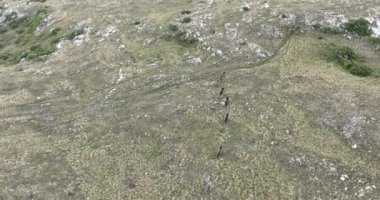 Vahşi Doğa 'da Dörtnala Koşan Büyük Atlar Sürüsünün Üzerindeki Destansı Hava Altın Saat At Yetiştirme Ekolojik Keşif Gücü 4K. yüksek kaliteli stok fotajı