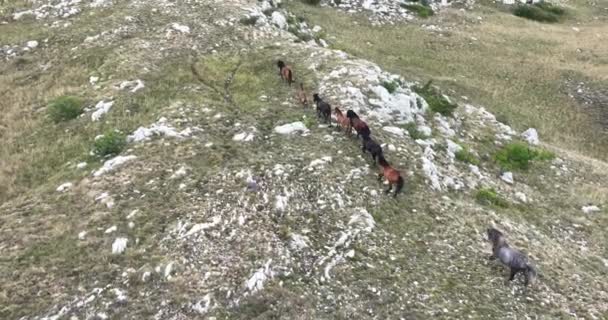 Epische Antenne Über Einer Großen Herde Von Wildpferden Die Galoppierend — Stockvideo