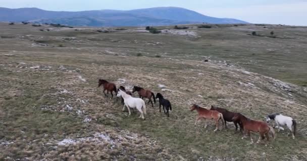 Epic Aerial Large Wild Horses Running Galopping Wild Nature Lassú — Stock videók