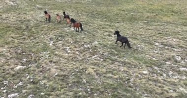 Vahşi Doğa 'da Dörtnala Koşan Büyük Atlar Sürüsünün Üzerindeki Destansı Hava Altın Saat At Yetiştirme Ekolojik Keşif Gücü 4K. yüksek kaliteli stok fotajı