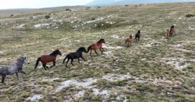 Vahşi Doğa 'da Dörtnala Koşan Büyük Atlar Sürüsünün Üzerindeki Destansı Hava Altın Saat At Yetiştirme Ekolojik Keşif Gücü 4K. yüksek kaliteli stok fotajı