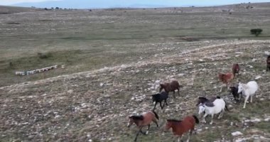 Vahşi Doğa 'da Dörtnala Koşan Büyük Atlar Sürüsünün Üzerindeki Destansı Hava Altın Saat At Yetiştirme Ekolojik Keşif Gücü 4K. yüksek kaliteli stok fotajı.