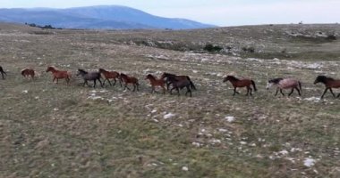 Vahşi Doğa 'da Dörtnala Koşan Büyük Atlar Sürüsünün Üzerindeki Destansı Hava Altın Saat At Yetiştirme Ekolojik Keşif Gücü 4K. yüksek kaliteli stok fotajı.
