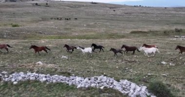 Vahşi Doğa 'da Dörtnala Koşan Büyük Atlar Sürüsünün Üzerindeki Destansı Hava Altın Saat At Yetiştirme Ekolojik Keşif Gücü 4K. yüksek kaliteli stok fotajı.