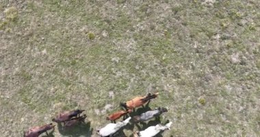 Vahşi Doğa 'da Dörtnala Koşan Büyük Atlar Sürüsünün Üzerindeki Destansı Hava Altın Saat At Yetiştirme Ekolojik Keşif Gücü 4K. yüksek kaliteli stok fotajı