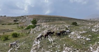 Vahşi Doğa 'da Dörtnala Koşan Büyük Atlar Sürüsünün Üzerindeki Destansı Hava Altın Saat At Yetiştirme Ekolojik Keşif Gücü 4K. yüksek kaliteli stok fotajı