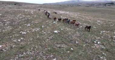Vahşi Doğa 'da Dörtnala Koşan Büyük Atlar Sürüsünün Üzerindeki Destansı Hava Altın Saat At Yetiştirme Ekolojik Keşif Gücü 4K. yüksek kaliteli stok fotajı.
