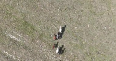 Vahşi Doğa 'da Dörtnala Koşan Büyük Atlar Sürüsünün Üzerindeki Destansı Hava Altın Saat At Yetiştirme Ekolojik Keşif Gücü 4K. yüksek kaliteli stok fotajı